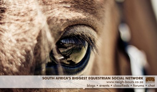 New Year New Neigh-Bours