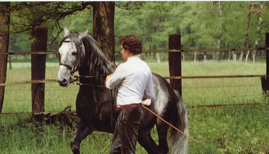 Schooling Horses In-hand - For Supplying And Collection