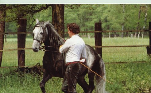 Schooling Horses In-hand - For Supplying And Collection