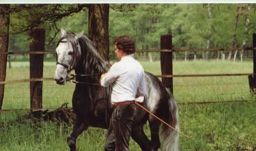 Schooling Horses In-hand - For Supplying And Collection