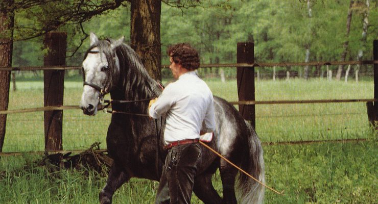 Schooling Horses In-hand - For Supplying And Collection