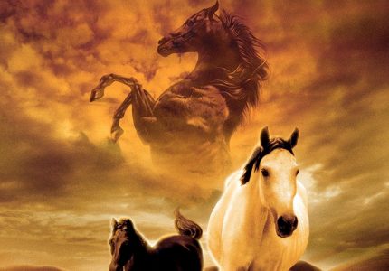 The Young Black Stallion
