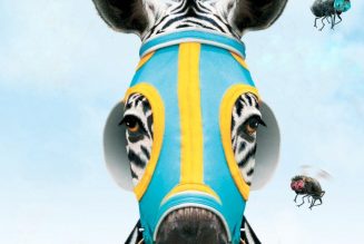 Racing Stripes