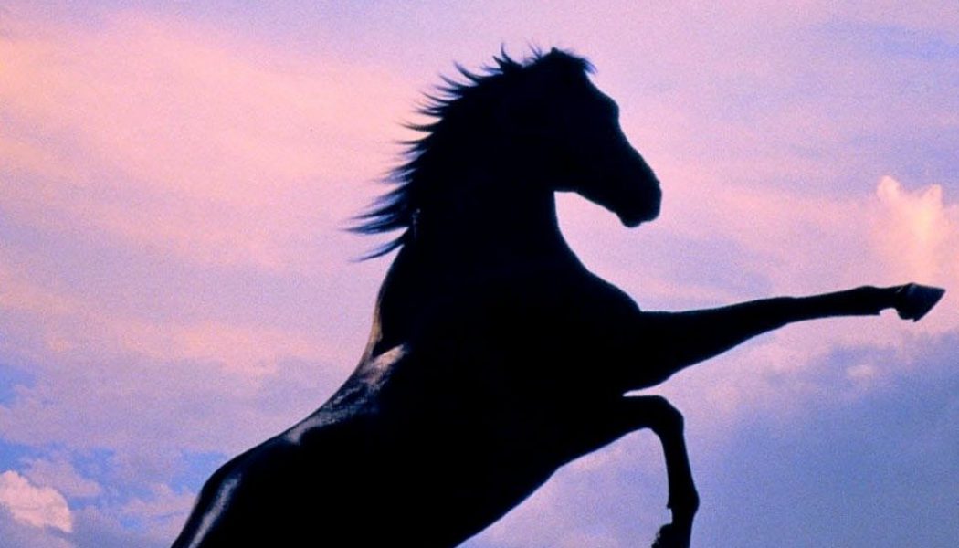 The Black Stallion