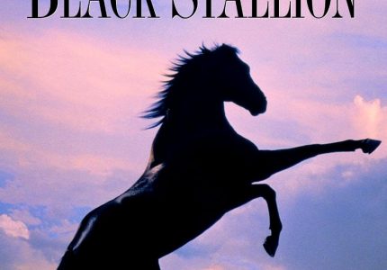 The Black Stallion