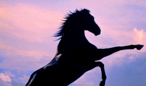 The Black Stallion