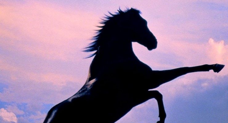 The Black Stallion