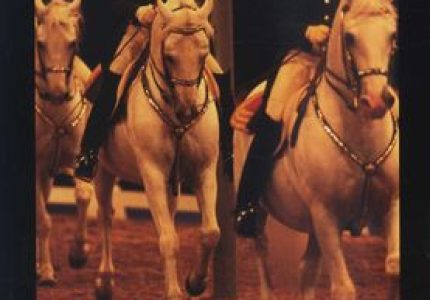 The White Horses of Lipizza