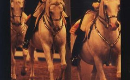 The White Horses of Lipizza
