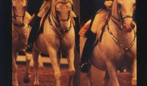 The White Horses of Lipizza