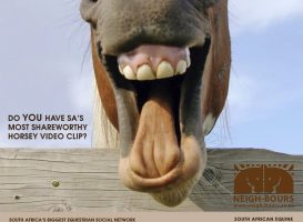 Do YOU have SA’s most shareworthy horse?