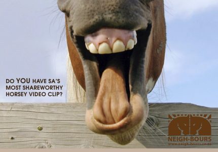 Do YOU have SA’s most shareworthy horse?