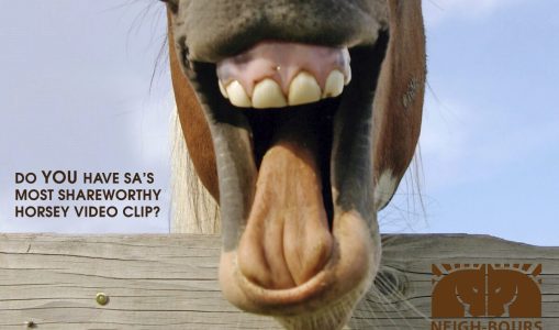 Do YOU have SA’s most shareworthy horse?