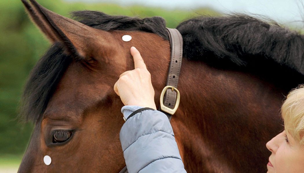 Acupressure for Horses – Hands-On Techniques to Solve Performance Problems and Ease Pain and Discomfort – Ina Gosmeier (2016)