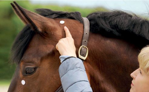 Acupressure for Horses – Hands-On Techniques to Solve Performance Problems and Ease Pain and Discomfort – Ina Gosmeier (2016)