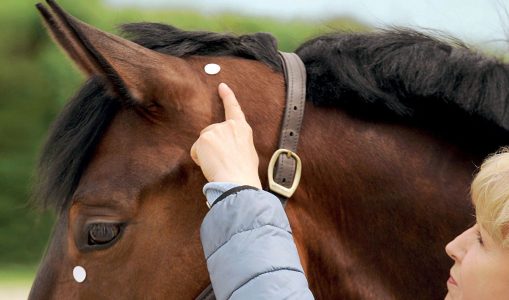 Acupressure for Horses – Hands-On Techniques to Solve Performance Problems and Ease Pain and Discomfort – Ina Gosmeier (2016)