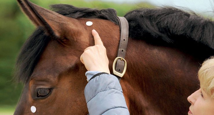 Acupressure for Horses – Hands-On Techniques to Solve Performance Problems and Ease Pain and Discomfort – Ina Gosmeier (2016)