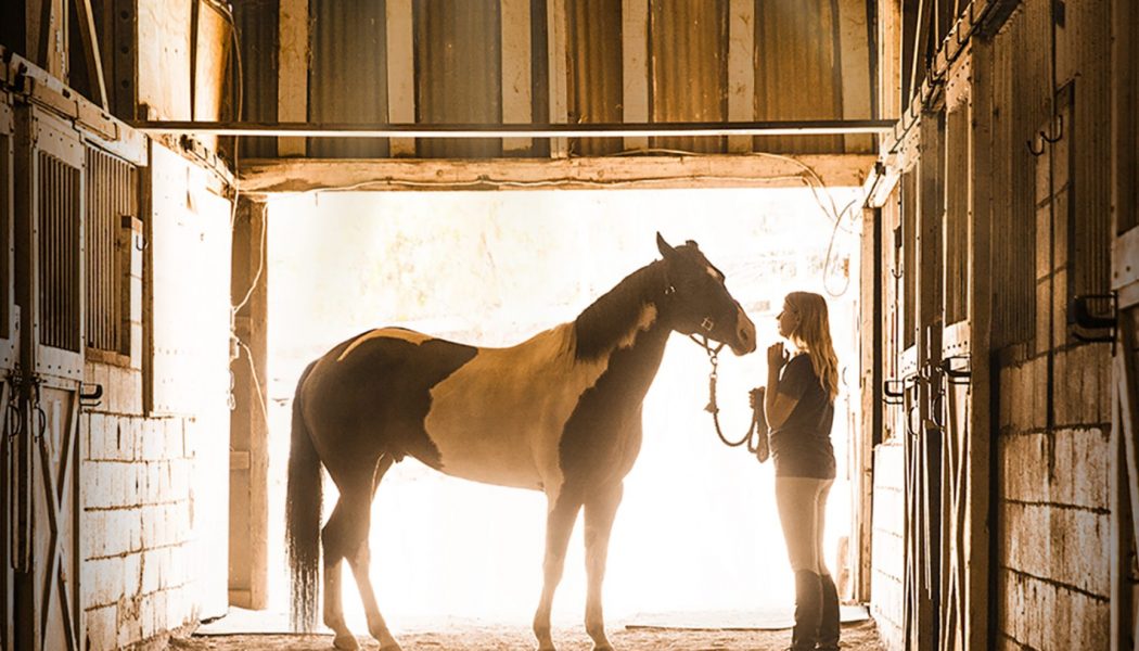 A Horse from Heaven (2018)