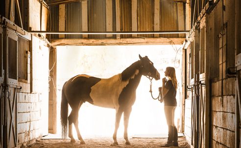 A Horse from Heaven (2018)