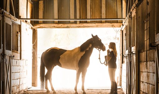 A Horse from Heaven (2018)