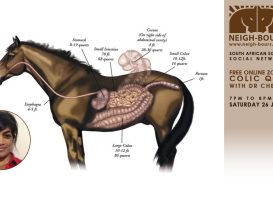 LIVE ZOOM CHAT: Colic Q&A with Dr Thireshni Chetty on 26 June