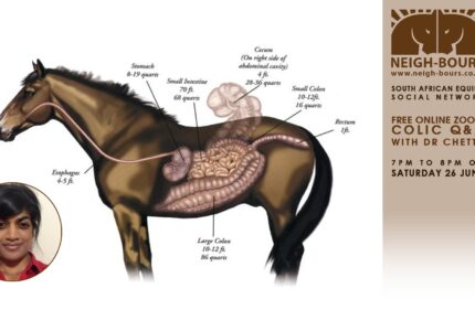 LIVE ZOOM CHAT: Colic Q&A with Dr Thireshni Chetty on 26 June