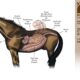 LIVE ZOOM CHAT: Colic Q&A with Dr Thireshni Chetty on 26 June