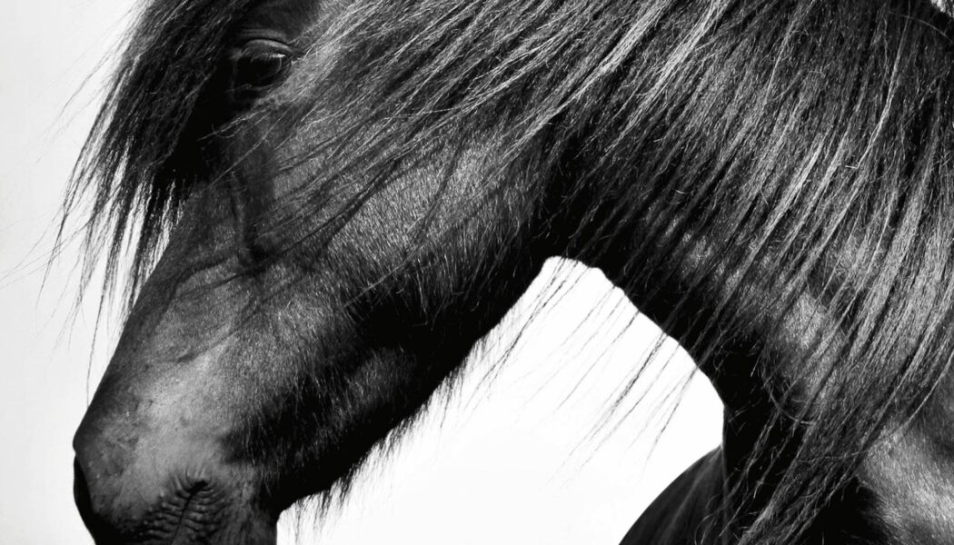 The Horse Encyclopedia – Elwyn Hartley Edwards (2016)