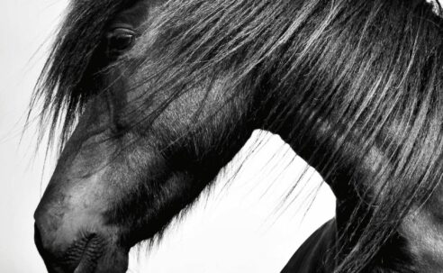 The Horse Encyclopedia – Elwyn Hartley Edwards (2016)