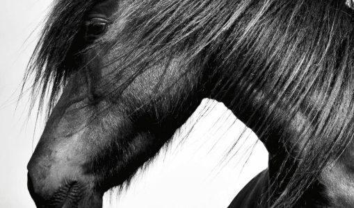 The Horse Encyclopedia – Elwyn Hartley Edwards (2016)