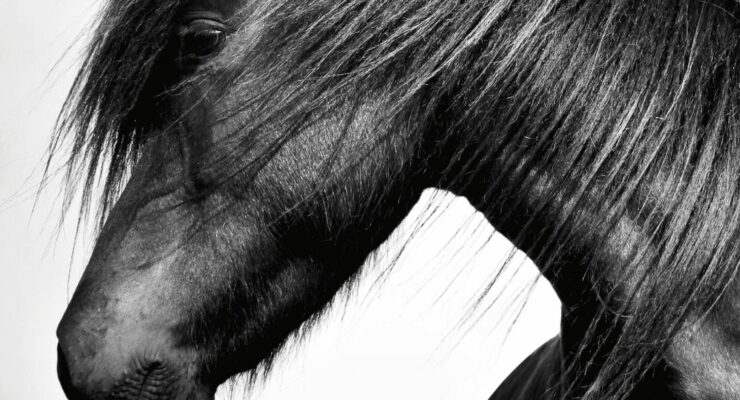 The Horse Encyclopedia – Elwyn Hartley Edwards (2016)