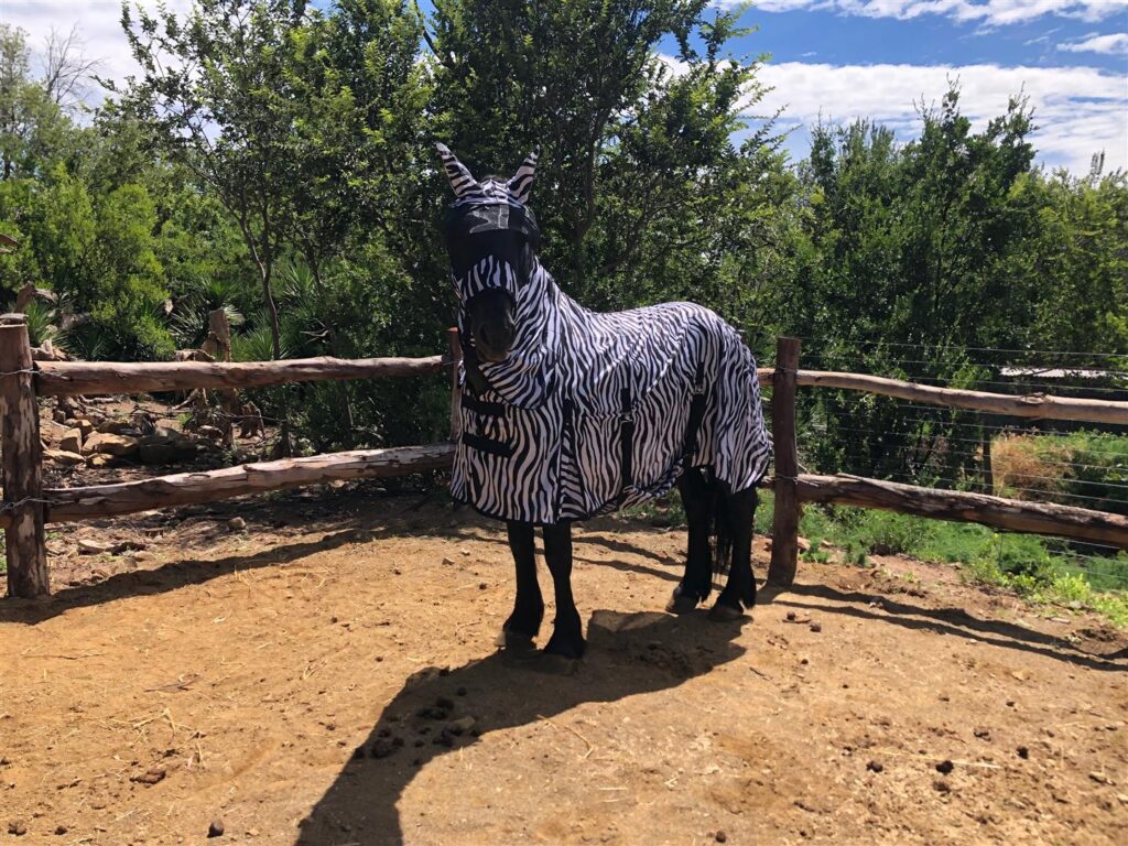 Passion Equestrian Prize Winner pics