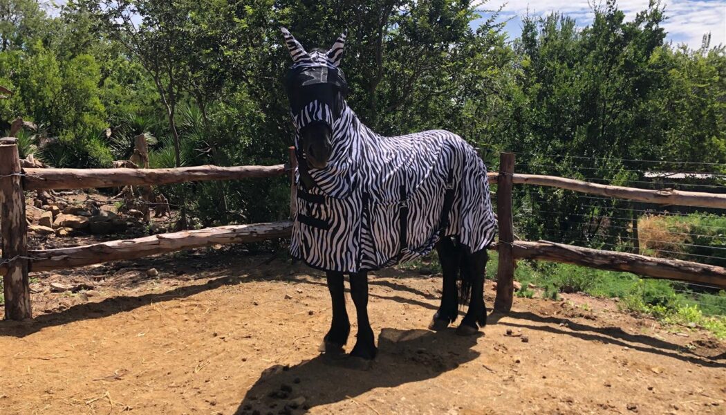 Passion Equestrian Prize Winner pics