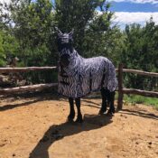 Passion Equestrian Prize Winner pics