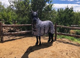 Passion Equestrian Prize Winner pics