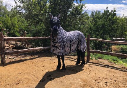 Passion Equestrian Prize Winner pics