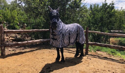 Passion Equestrian Prize Winner pics