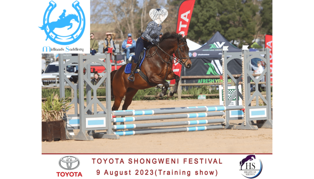 Gorgeous Level Headed Gelding Suited to Junior Rider – 16hh