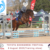 Gorgeous Level Headed Gelding Suited to Junior Rider – 16hh
