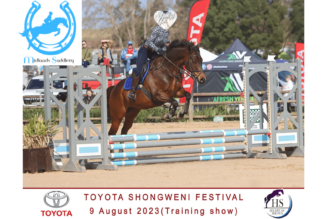 Gorgeous Level Headed Gelding Suited to Junior Rider – 16hh