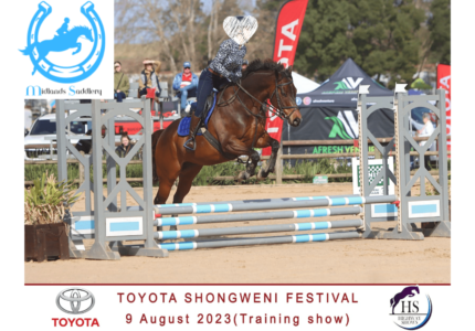 Gorgeous Level Headed Gelding Suited to Junior Rider – 16hh
