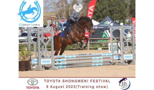Gorgeous Level Headed Gelding Suited to Junior Rider – 16hh