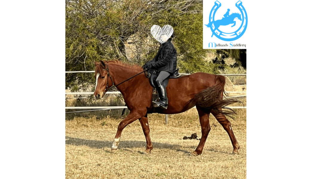 Steady and Kind Arab Mare – 13.2hh