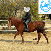 Steady and Kind Arab Mare – 13.2hh