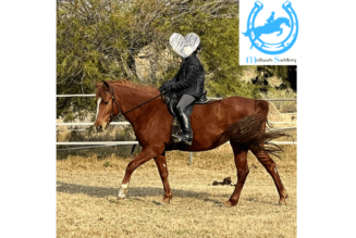 Steady and Kind Arab Mare – 13.2hh