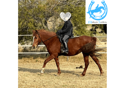 Steady and Kind Arab Mare – 13.2hh