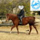 Steady and Kind Arab Mare – 13.2hh