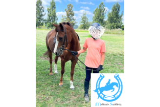 Safe and Steady Section B Welsh Pony