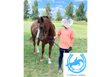 Safe and Steady Section B Welsh Pony