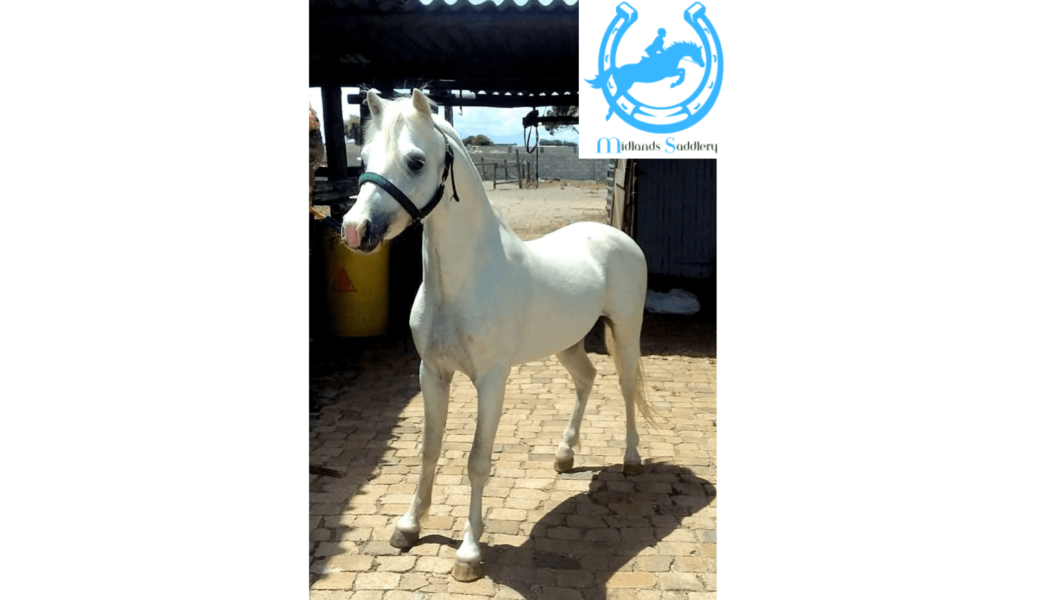 Registered Section A Welsh Stallion with Top Class Bloodline – 12hh